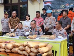 POLRES Mandailing Natal Berhasil Mengamankan 3 Pria Pengedar Ganja Senilai 47KG