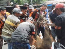 PAC Medan Denai Mengadakan Pemotongan Daging Qurban Dalam rangka Menyambut Hari Raya Idul Adha 1444 H/2023 M Di Kantor PAC Medan Denai