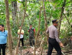 Polsek Dolok Masihul (Polres Sergai)Bersama Forkopimda Membongkar Gubuk Lokasi Transakai Narkoba