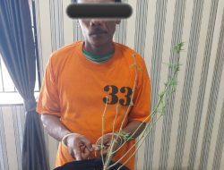 Polres Tanah Karo Berhasil Menangkap Seorang Pria Menanam Daun Pokok Daun Ganja