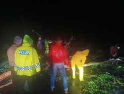 Polres Langkat Pelaksanaan Kegiatan Patroli Dan Pengaturan Arus Lalu Lintas Mengakibatkan Pohon Tumbang Menghambat Arus Lalin