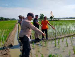 Polsek Firdaus Tangani Kasus Petani Ditemukan Tak Bernyawa di Tengah Sawah