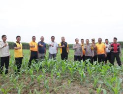 Dukung Asta Cita Presiden Republik Indonesia, Kapolres Sergai Cek Kebun Jagung Mitra Polres Sergai
