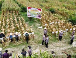 Kapolres Sergai Bersama Forkopimda Laksanakan Panen Raya Jagung Serentak Kuartal II tahun 2025
