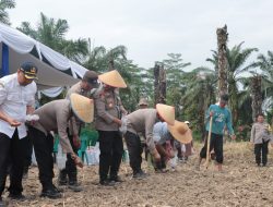 Polres Binjai Bersama Masyarakat Payaroba Melaksanakan Penanaman Jagung
