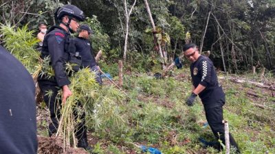Bersama Brimob, BNNP Sumut Musnahkan Ladang Ganja Dua Hektare di Madina