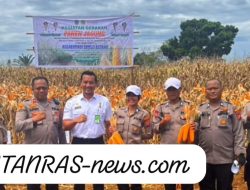 Kapolsek Medan Tuntungan IPTU Syawal Sitepu S.H.,M.H Giat Panen Jagung Di Jl Bunga Ncole