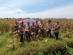 Panen Jagung dilahan Binaan Polsek Medan Timur Dalam Rangka Mendukung Swasembada Pangan Tahun 2025.
