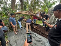 Warga Sergai Temukan Kerangka Manusia di Dalam Pohon Aren Tumbang