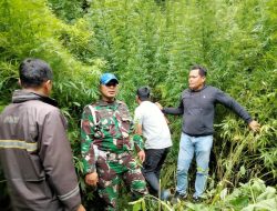Tim Kodim 0205/TK Temukan Ladang Ganja di Desa Pancur Batu, Pemilik Masih Misterius!