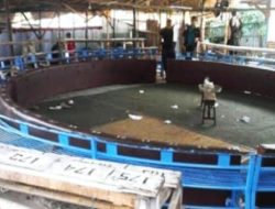 Kapolsek Hamparan Perak “BUNGKAM” terkait Judi Sabung Ayam Marak di Klambir V Kebun, Hamparan Perak