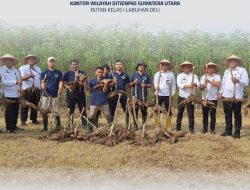 Rutan Labuhan Deli Bersama Pejabat Struktural, Staff Warga Binaan Panen Raya Singkong Di Selambo