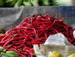 Tembus Rp 180.000/Kg! Harga Cabai Merah di Pekanbaru Makin “Pedas” Gila-gilaan