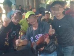 Polsek Kutalimbaru Diduga Tutup Mata, Judi Sabung Ayam Pasar 2 Sei Mencirim Bebas Beroperasi