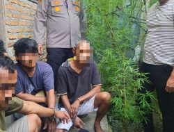RESPON CEPAT INFORMASI MASYARAKAT, POLSEK DOLOK MASIHUL AMANKAN 3 PELAKU PENANAM POHON GANJA