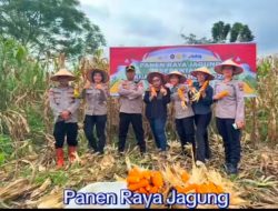 Panen Raya Jagung Serentak, Kapolsek Medan Tuntungan Iptu Syawal Sitepu S.H.,Dukung Swasembada Pangan Nasional