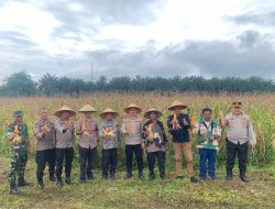 POLRES BINJAI PANEN RAYA JAGUNG SERENTAK KUARTAL IV