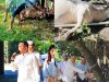 Hari Raya Idul Adha 1447 H, Polres Binjai Sembelih 7 Ekor Sapi dan 3 Ekor Kambing