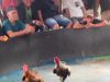 Arena Sabung Ayam di Ladang Bambu Kembali Beroperasi, Warga Minta Penindakan Tegas