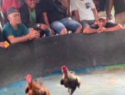 Arena Sabung Ayam di Ladang Bambu Kembali Beroperasi, Warga Minta Penindakan Tegas