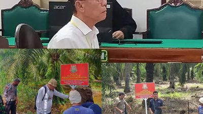 Akuang Diduga Kabur, Eksekusi 10 Tahun Penjara dan UP 856,8 M Batal? Sawit Sitaan Terus Dipanen, Kasi Penkum Kejati Sumut : Kejari Langkat dan BKSDA Saling Kordinasi